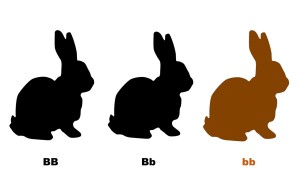 Bunny color dominance